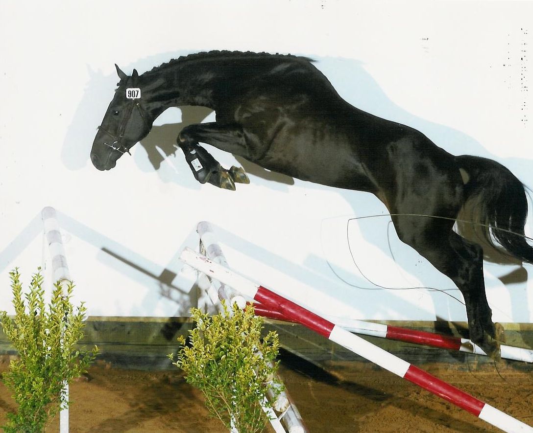 Pompadour concours étalon 3 ans